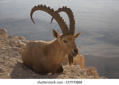 Nubian Ibex