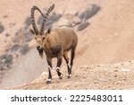 The Nubian ibex (Capra nubiana)  is a desert-dwelling goat species found in mountainous areas of Algeria, Egypt, Ethiopia, Eritrea, Israel, Jordan, Lebanon, Oman, Saudi Arabia, Sudan, and Yemen. 