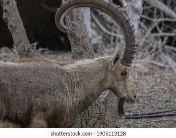 The Nubian ibex (Capra nubiana) is a desert-dwelling goat species found in mountainous areas of northern and northeast Africa, and the Middle East.