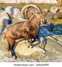 Nubian Ibex (goat) Jumping