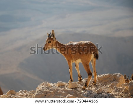 The Nubian mountain goat. the crater of Mitzpe Ramon. The Negev Desert. Israel