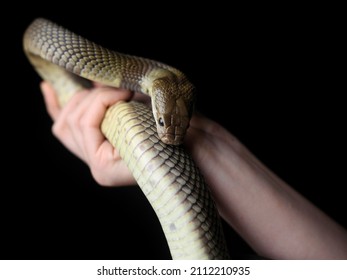 Nubian Spitting Cobra Free Hand