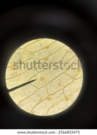 Nucleus of onion cell under microscope 