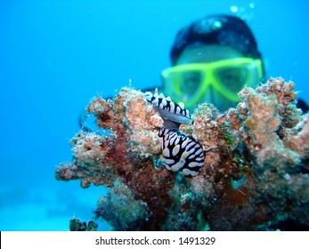 103 Scuba nude Images, Stock Photos & Vectors | Shutterstock
