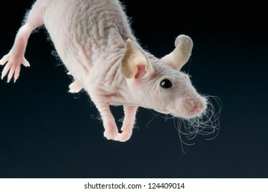 Nude Mouse Stock Photo 124409014 | Shutterstock