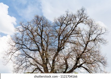 nude tree without leafs