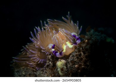 nudibrach in lembeh ocean micro diving