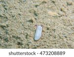 Nudibranch