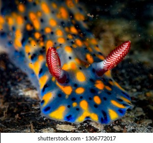 Nudibranch From Bali