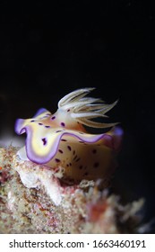 Nudibranch Chromodorididae Macro Shoot Underwater Image