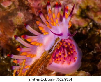 Nudibranch Eating Hydroid