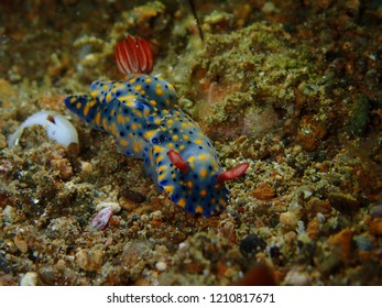 Nudibranch, Hypselodoris infucata, underwater macro photo of colorful sea slug at Anilao, Philippines. - Shutterstock ID 1210817671