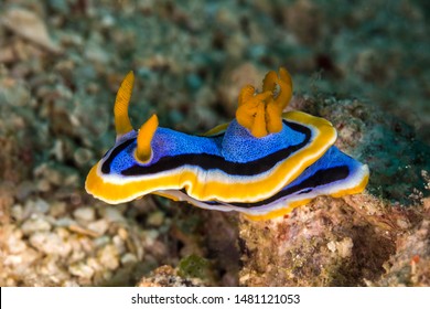Blue Sea Slug Images Stock Photos Vectors Shutterstock