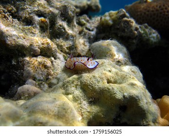 Nudibranchia. Mollusks, Type Mollusca. Nudibranch Mollusks - Nudibranchia. Chromodorids - Chromodorididae. Orange Spotted Scribe.