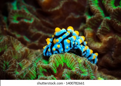Nudibranchs Are A Group Of Soft-bodied  Marine  Molluscs.