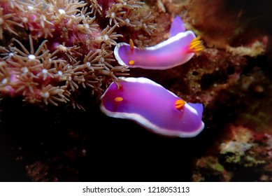 Nudie Branch From Malapascua Dive Site