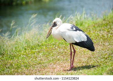 Grue Oiseau Images Stock Photos Vectors Shutterstock