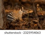 Numbat - Myrmecobius fasciatus also noombat or walpurti, insectivorous diurnal marsupial, diet consists almost exclusively of termites. Small cute animal termit hunter in the australian forest.
