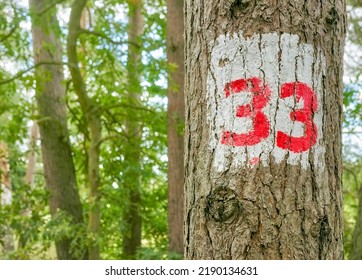 Number 33 painted on a tree trunk, selective focus.