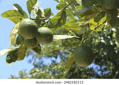 number of green limes dangle from a tree branch with green leaves under the blue sky. Green lemons, citrus fruits, exotic tropical produce ripen during the summer on the farm. - Powered by Shutterstock