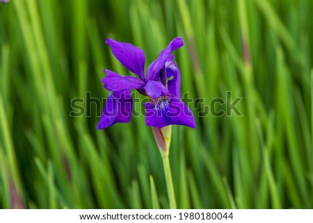 a number of Japanese Iris blooms in the garden
