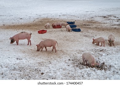 A Number Of Little Piglet Looking For Food In The Snow