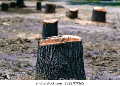A number of new stumps from felled trees in a city park