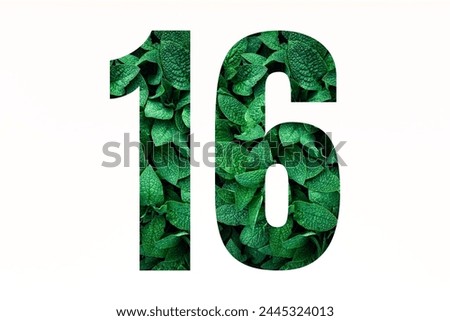 Number sixteen made of green leaves isolated on white background. Font style of numbering. Nature concept of number 16
