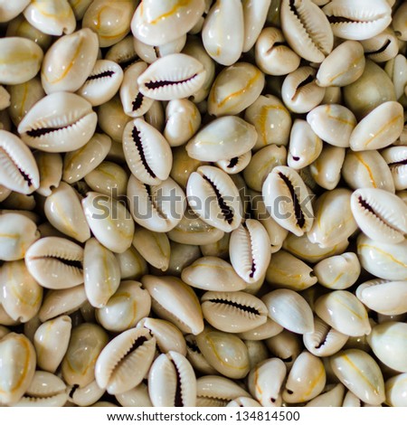 A number of small sea snail Monetaria Moneta or Money Cowry with clipping path