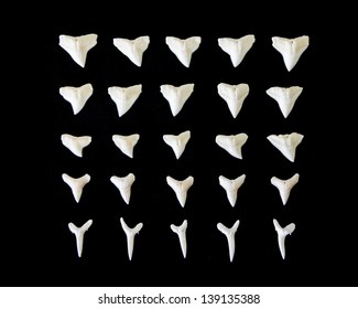 A number of white fossilized shark teeth isolated on black background