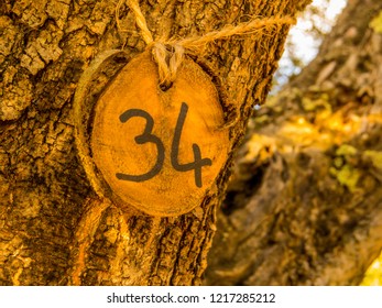 Numbered Olive Tree 