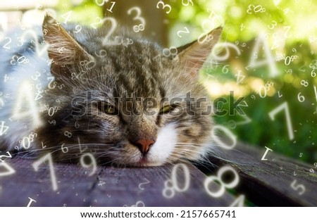 Similar – Image, Stock Photo Grey hangover lying on a board