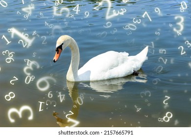 Numerology, White Swan Swims In The Pond
Surrounded By Numbers, Love Concept