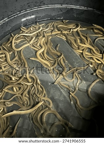 Numerous eel inside black plastic tank.