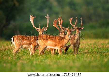 Numerous herd of fallow deer, dama dama, stags standing and watching on agricultural field in summer. Many wild animals with growing antlers in nature.