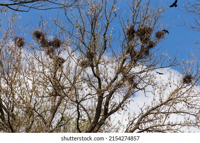 Numerous nests of crows on the branches of the old tall trees and black crows fly above this trees, bottom up view against the sky 
