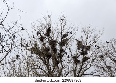 Numerous nests of crows on the branches on the top of old high maple and crows flying around, view against the cloudy sky in early spring
