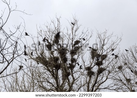 Numerous nests of crows on the branches on the top of old high maple and crows flying around, view against the cloudy sky in early spring
