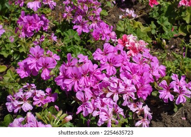 Numerous pink flowers of ivy-leaved pelargonium in July - Shutterstock ID 2254635723