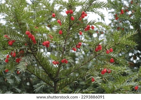 Similar – Foto Bild Eibenhecke (Taxus baccata)