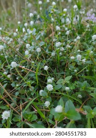 Numerous small, round, button-like white flower heads (clover-shaped, globe-shaped) dot the scene. They are compact, composed of tiny florets, and sit atop thin, upright stems. This plant is Gomphrena serrata (also called Alternanthera sessilis or sessile joyweed, or wild globe amaranth), a common creeping weed in Southeast Asia.
