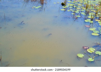 Numerous Water Beetles Along Water Surface Along Hiking Trail At Presqu'ile During Summer