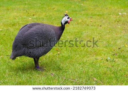  Numididae is a family of guinea fowls originating from Africa. Black and white birds with spots on the green grass.