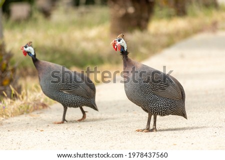 (Numididae) It is the subfamily of the Pheasant (Phasianidae) family with the name Numidinae. Its homeland is Africa. They are quite large birds, with a length of 40-71 cm and a weight 