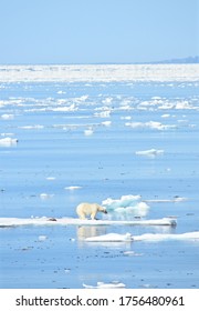 Nunavut, Canada - 2016: A Polar Bear Spotted Finishing Off A Kill On A Small Sheet Of Ice Off The Coast Of Baffin Island In Canada