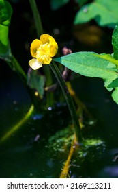 Nuphar Japonica, A Flower Of The Water Lily Family That Blooms On The Surface Of The Lake