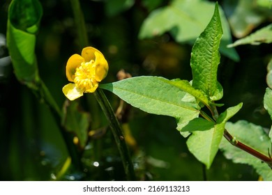 Nuphar Japonica, A Flower Of The Water Lily Family That Blooms On The Surface Of The Lake