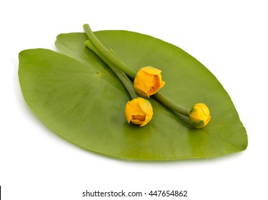 Nuphar lutea, Yellow Water-lily, Brandy-Bottle. Isolated on white background.
