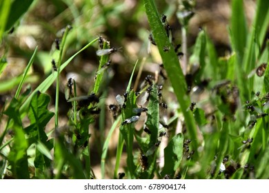 Nuptial Flight, Flying Ant Day, Formica Rufa