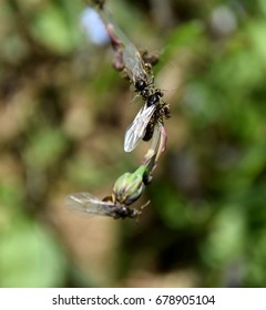 Nuptial Flight, Flying Ant Day, Formica Rufa